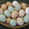 kienyeji eggs