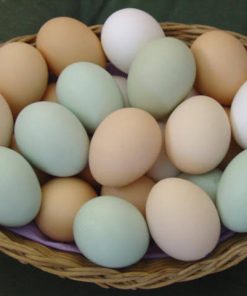 kienyeji eggs