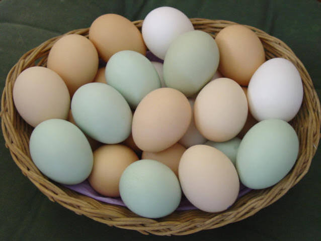 Kienyeji eggs kienyeji eggs