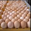 kienyeji eggs tray