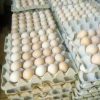 kienyeji eggs tray