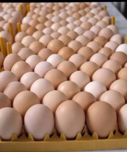kienyeji eggs tray